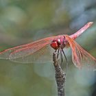 Violetter Sonnenanzeiger (Trithemis annulata), Männchen