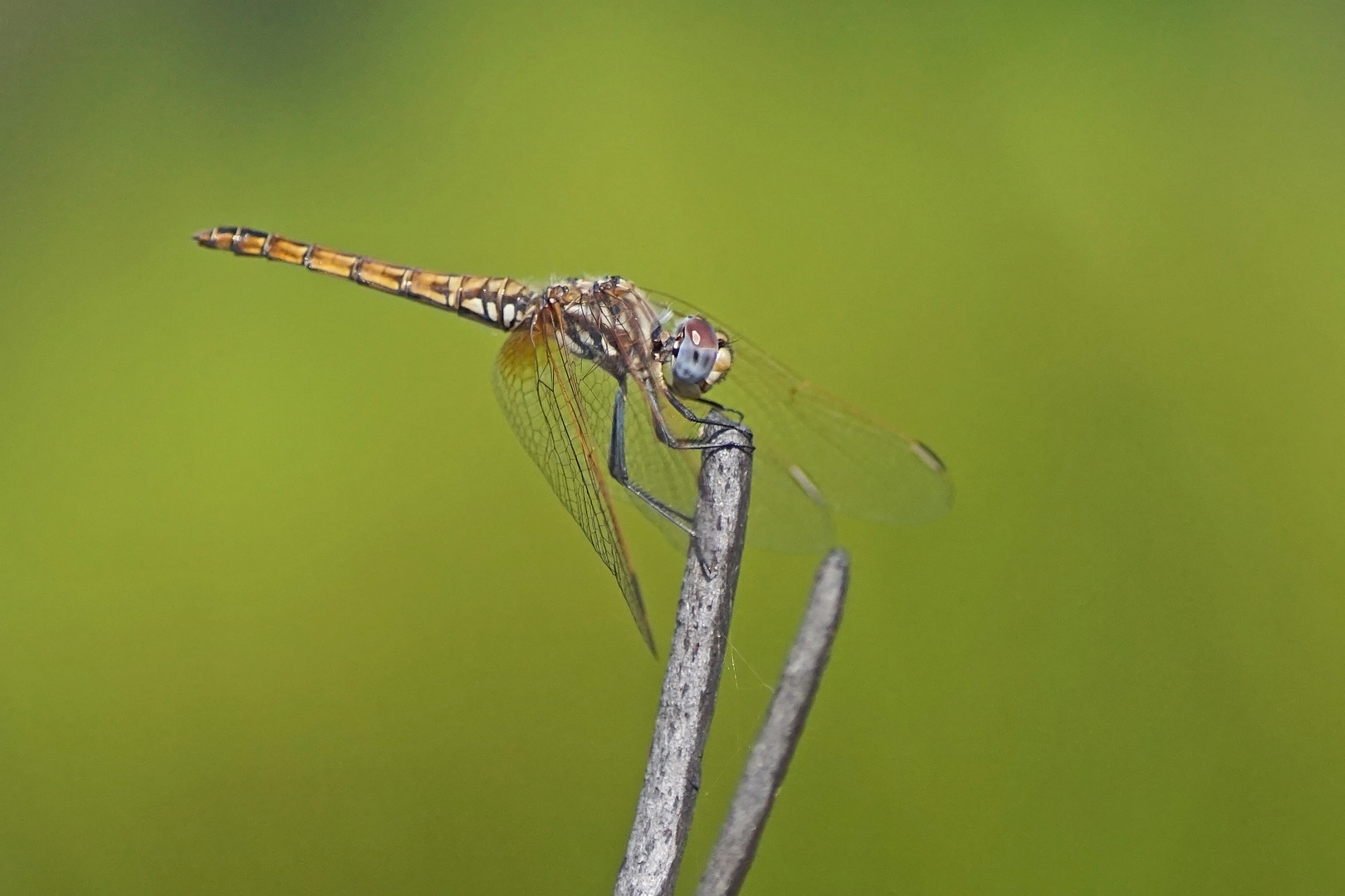 Violetter Sonnenanzeiger (Trithemis annulata), Weibchen