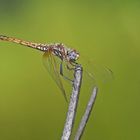 Violetter Sonnenanzeiger (Trithemis annulata), Weibchen