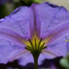 Violetter Sonnenschirm