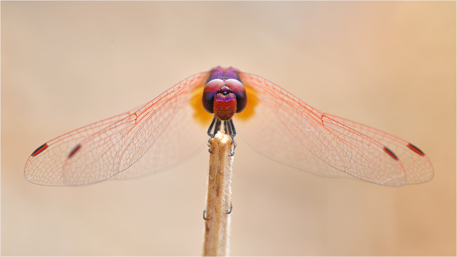 Violetter Sonnenzeiger (Trithemis annulata)