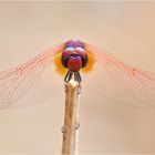 Violetter Sonnenzeiger (Trithemis annulata)