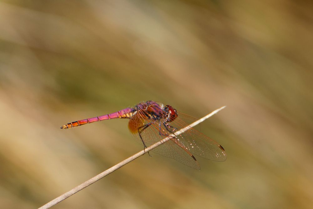 violetter Sonnenzeiger (Trithemis annulata)