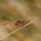 violetter Sonnenzeiger (Trithemis annulata)