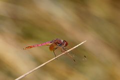 violetter Sonnenzeiger (Trithemis annulata)