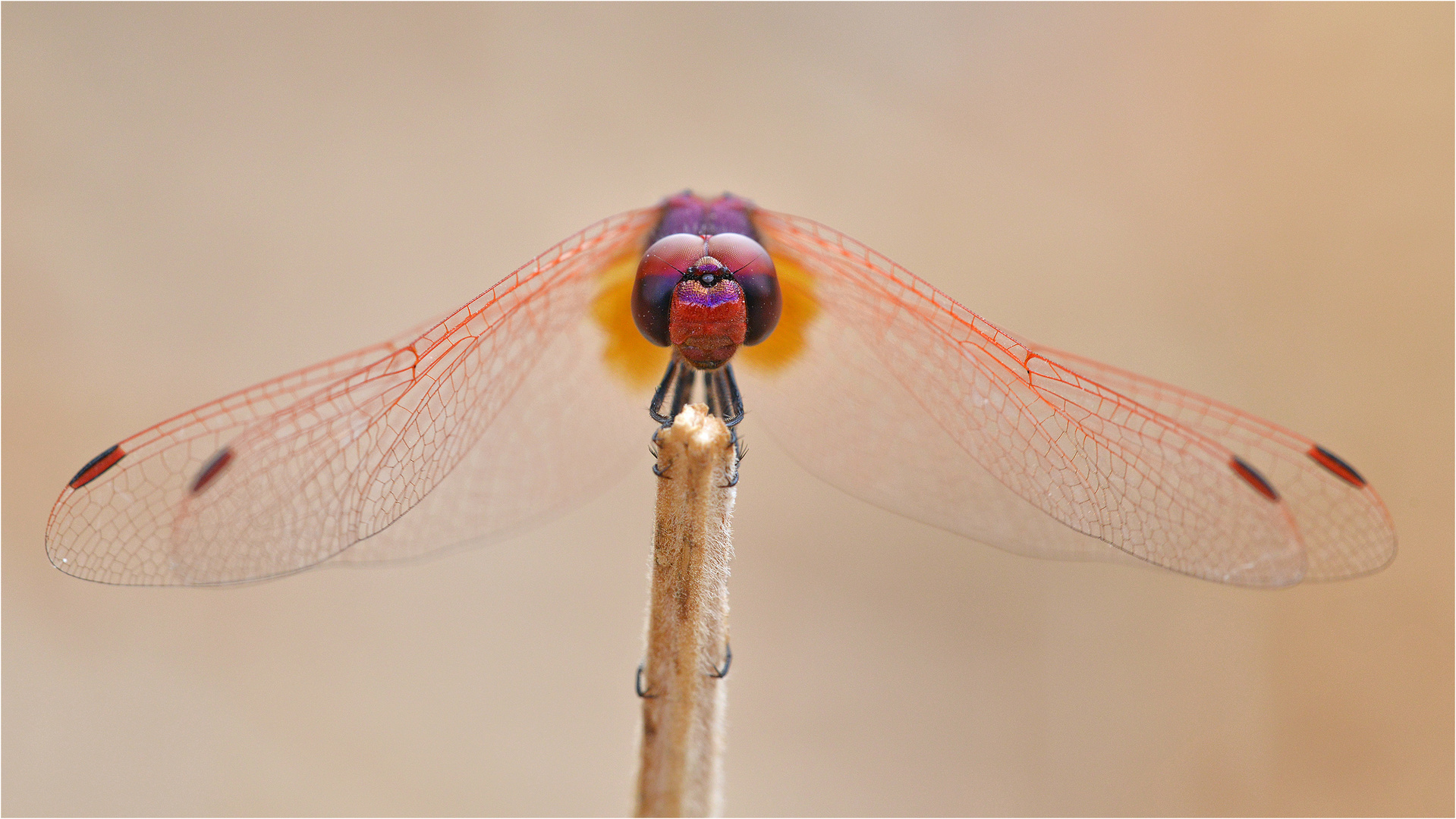 Violetter Sonnenzeiger (Trithemis annulata)