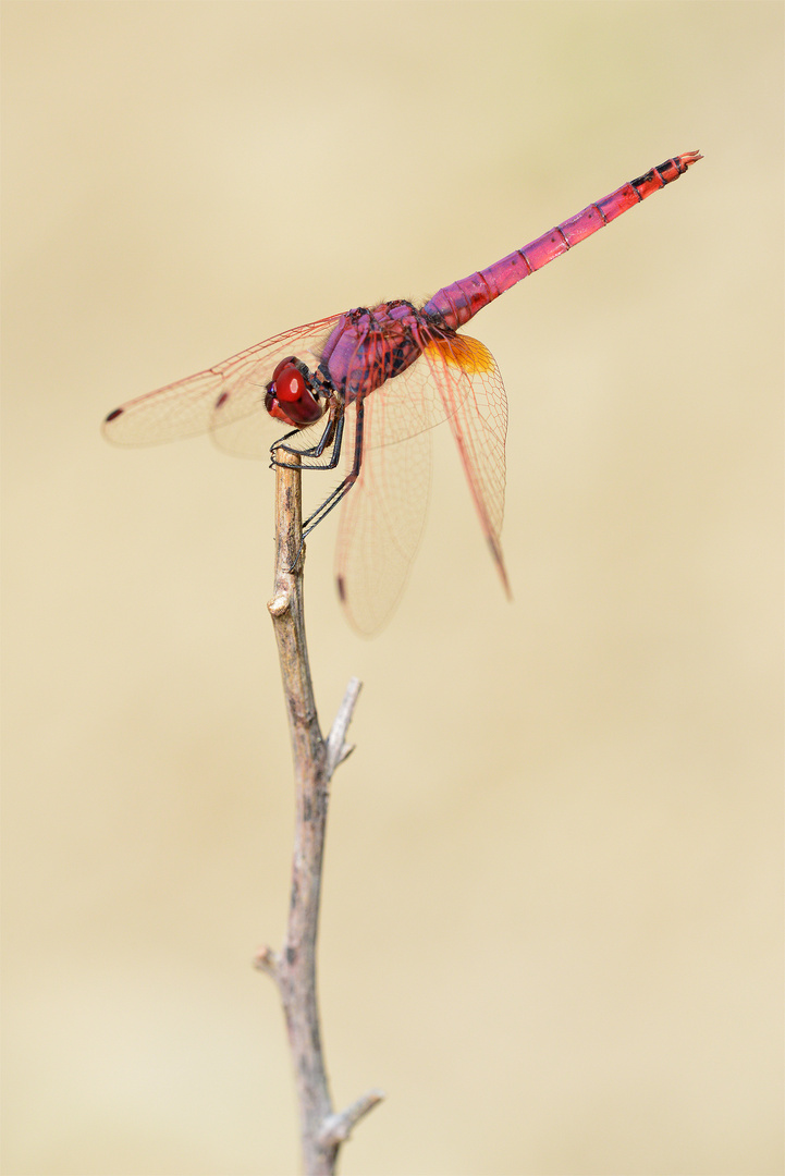 Violetter Sonnenzeiger (Trithemis annulata)