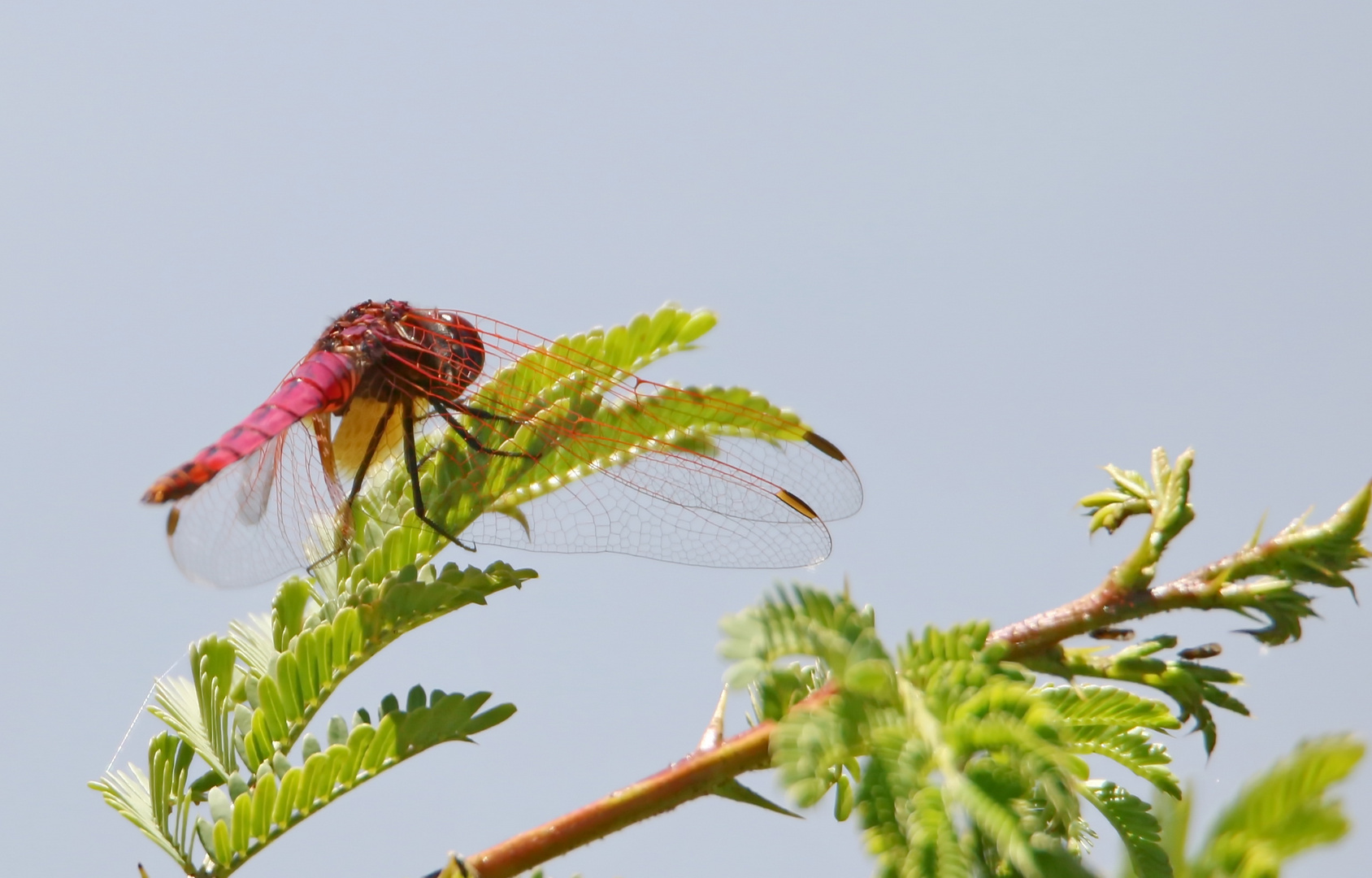 ....Violetter Sonnenzeiger (Trithemis annulata),Männchen.......