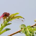 ....Violetter Sonnenzeiger (Trithemis annulata),Männchen.......