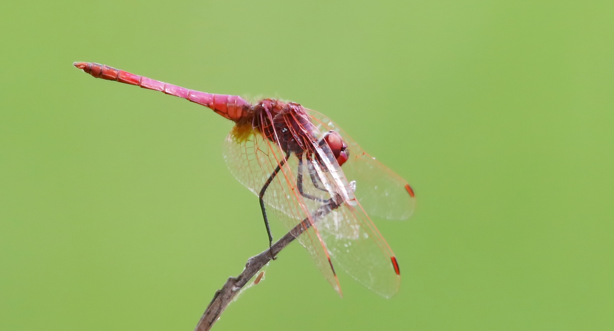 Violetter Sonnenzeiger (Trithemis annulata),Männchen1