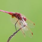 Violetter Sonnenzeiger (Trithemis annulata),Männchen1