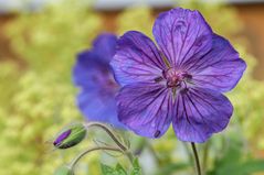 Violetter Storchenschnabel - Geranium
