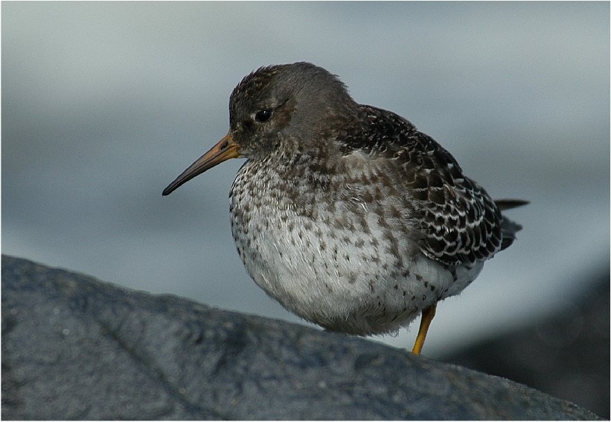 Violetter Strandläufer ...