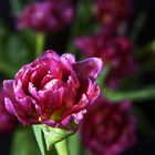 violetter Tulpenstrauss