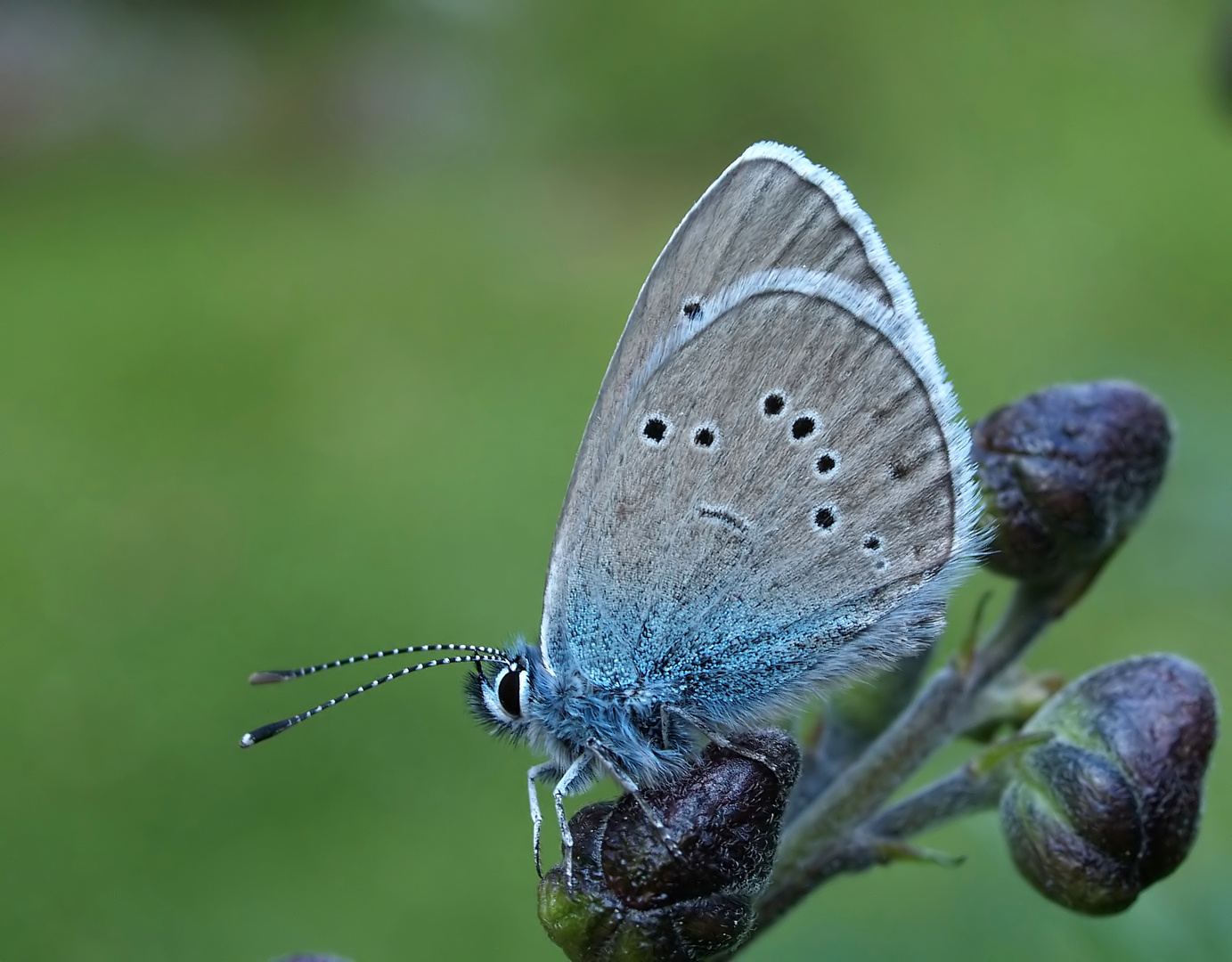 Violetter Waldbläulilng