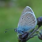 Violetter Waldbläulilng