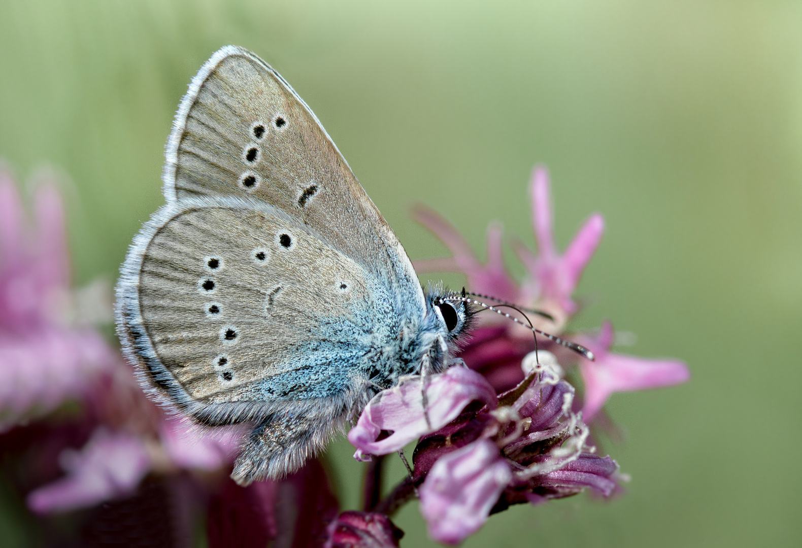 violetter waldbläuling