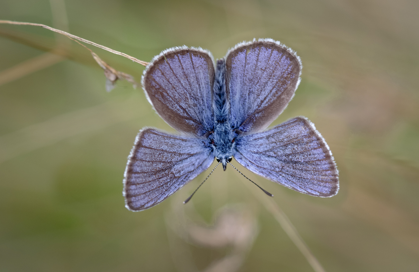 violetter waldbläuling 