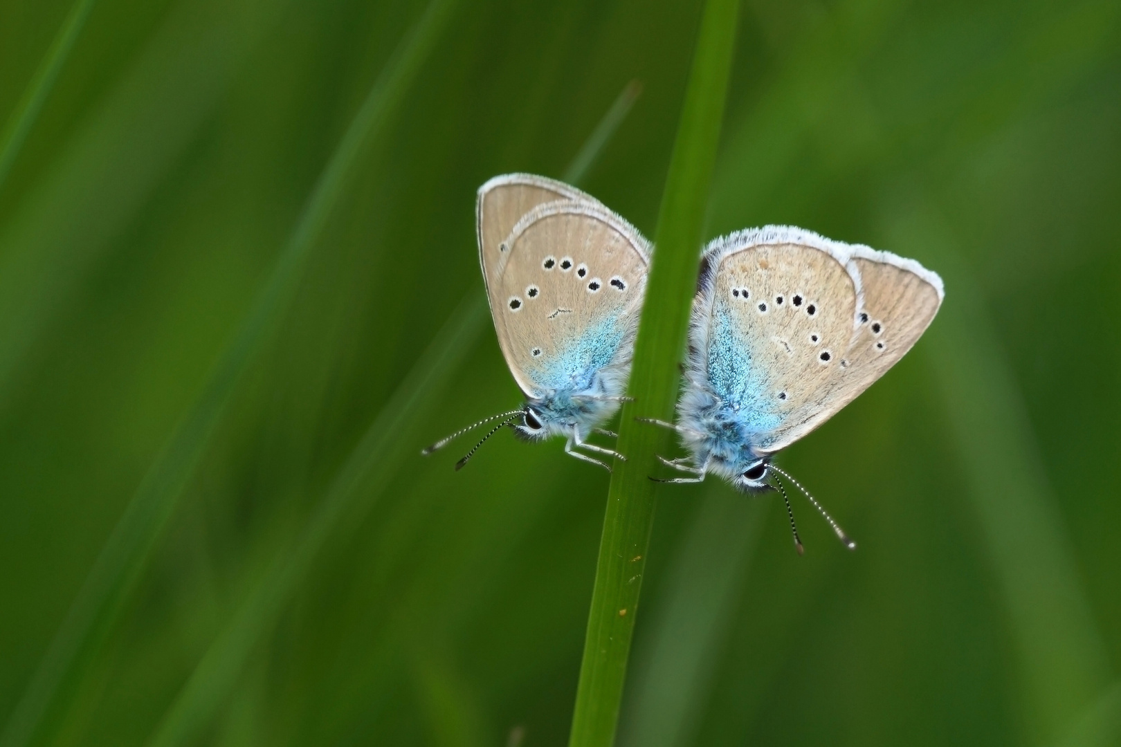 Violetter Waldbläuling