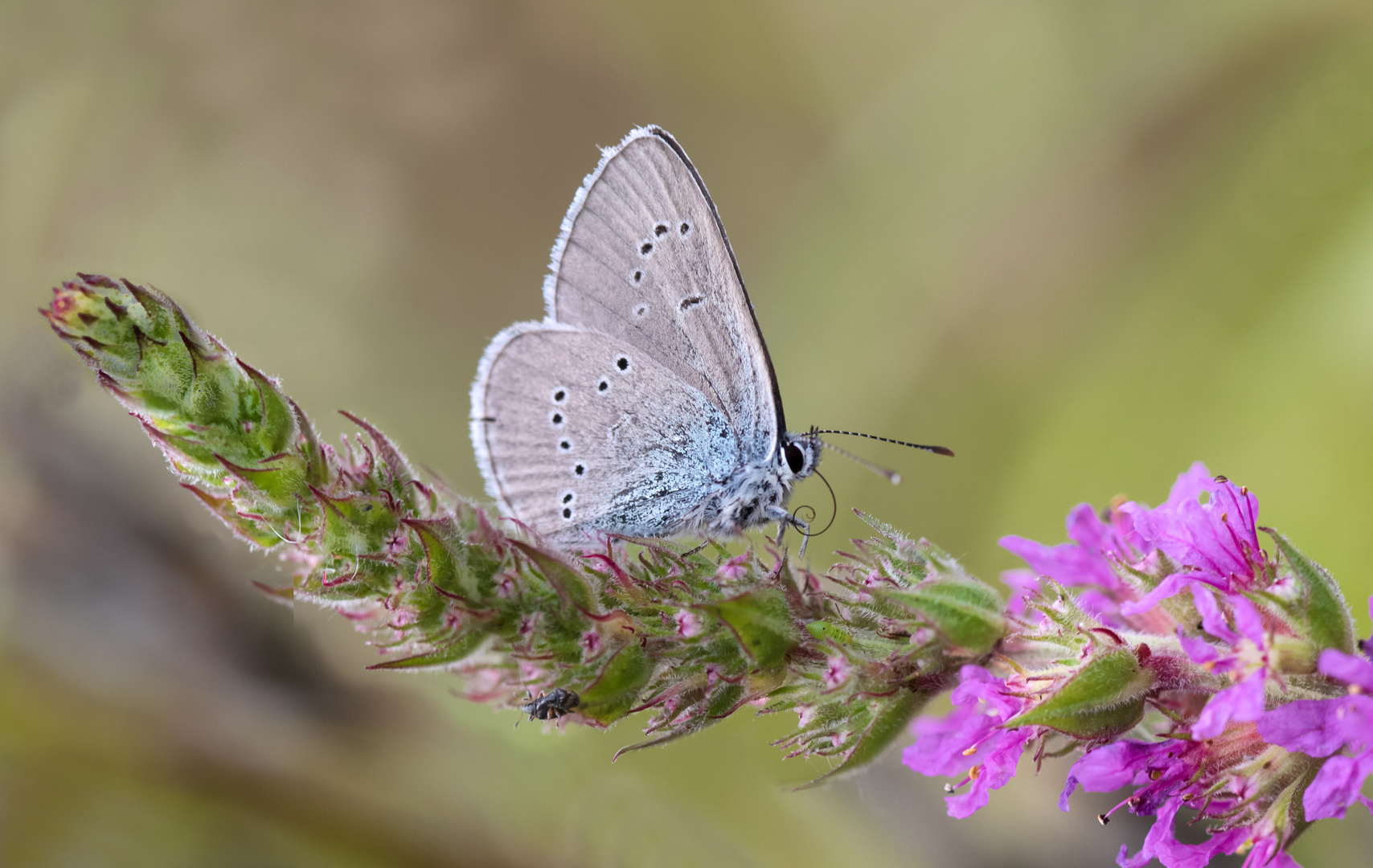 violetter waldbläuling