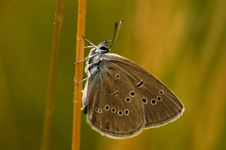 violetter waldbläuling