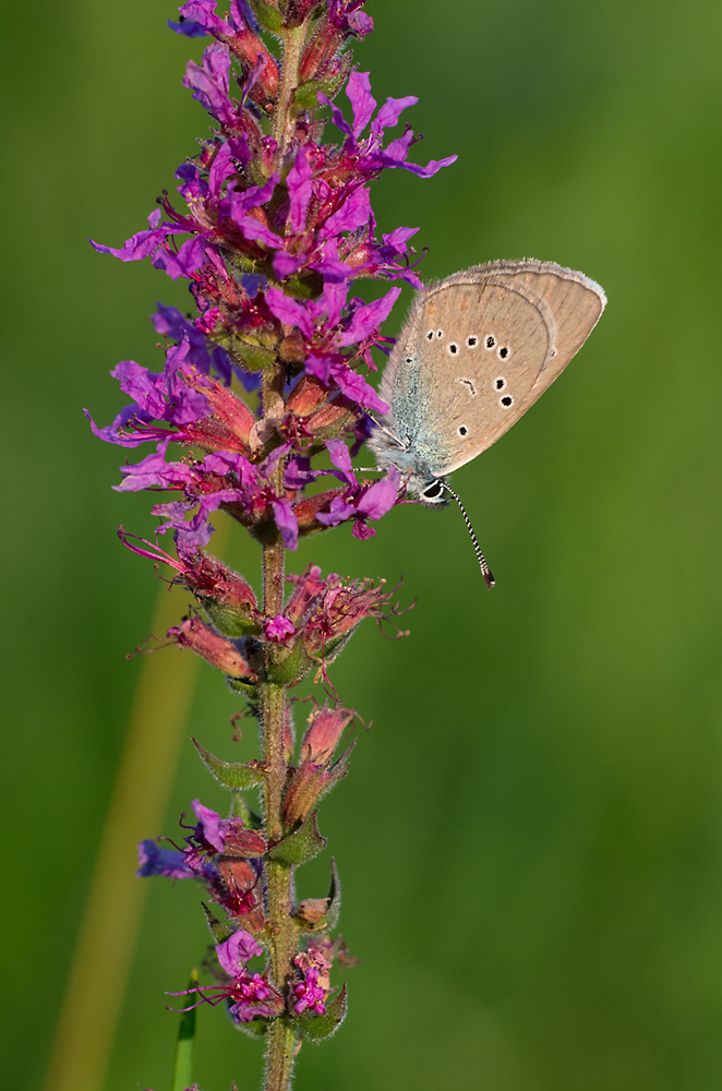 Violetter Waldbläuling