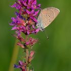 Violetter Waldbläuling