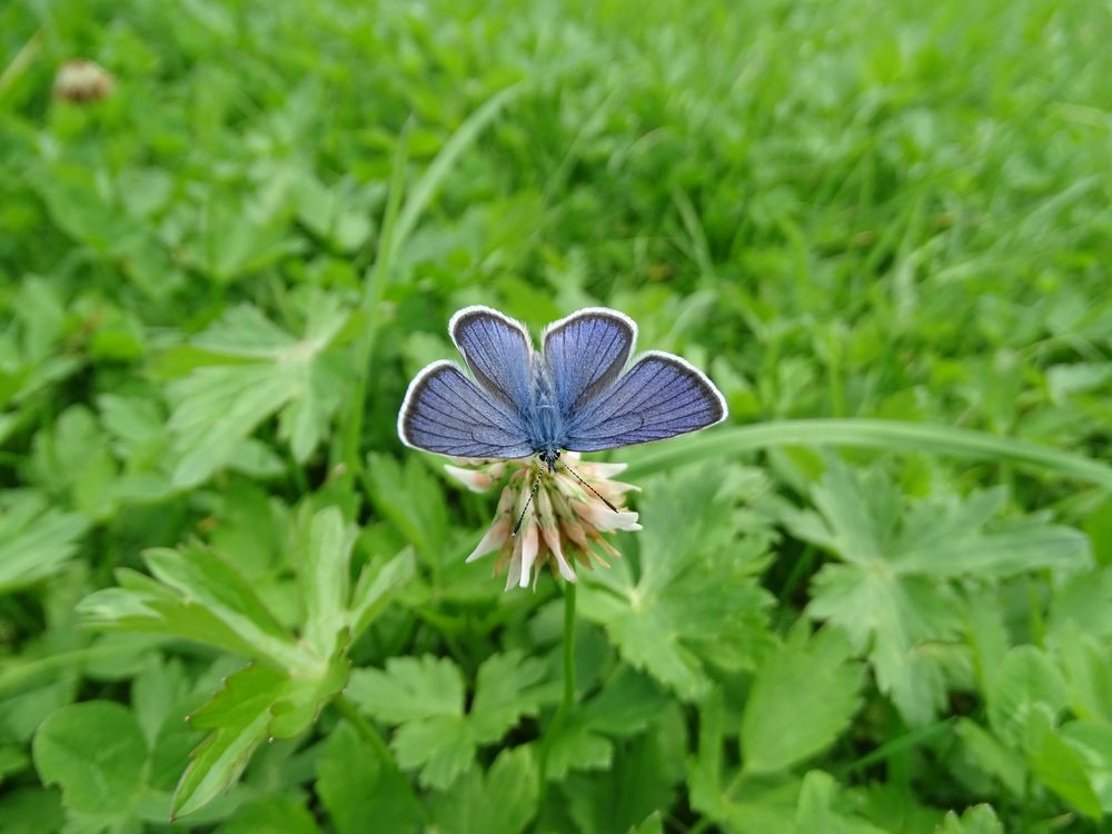 Violetter Waldbläuling