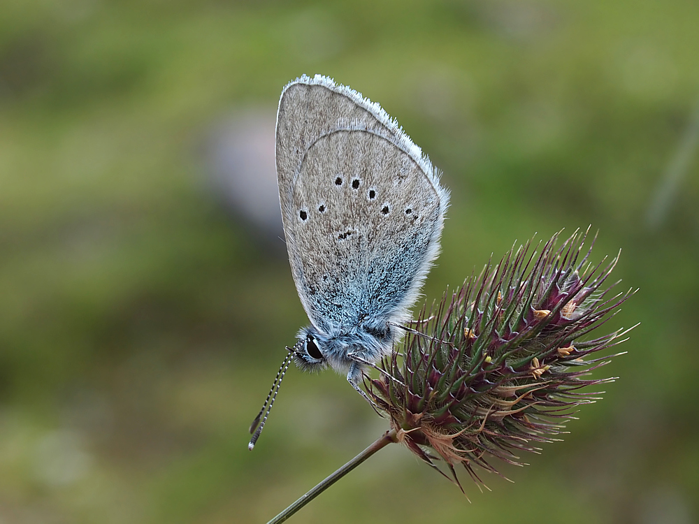 Violetter Waldbläuling