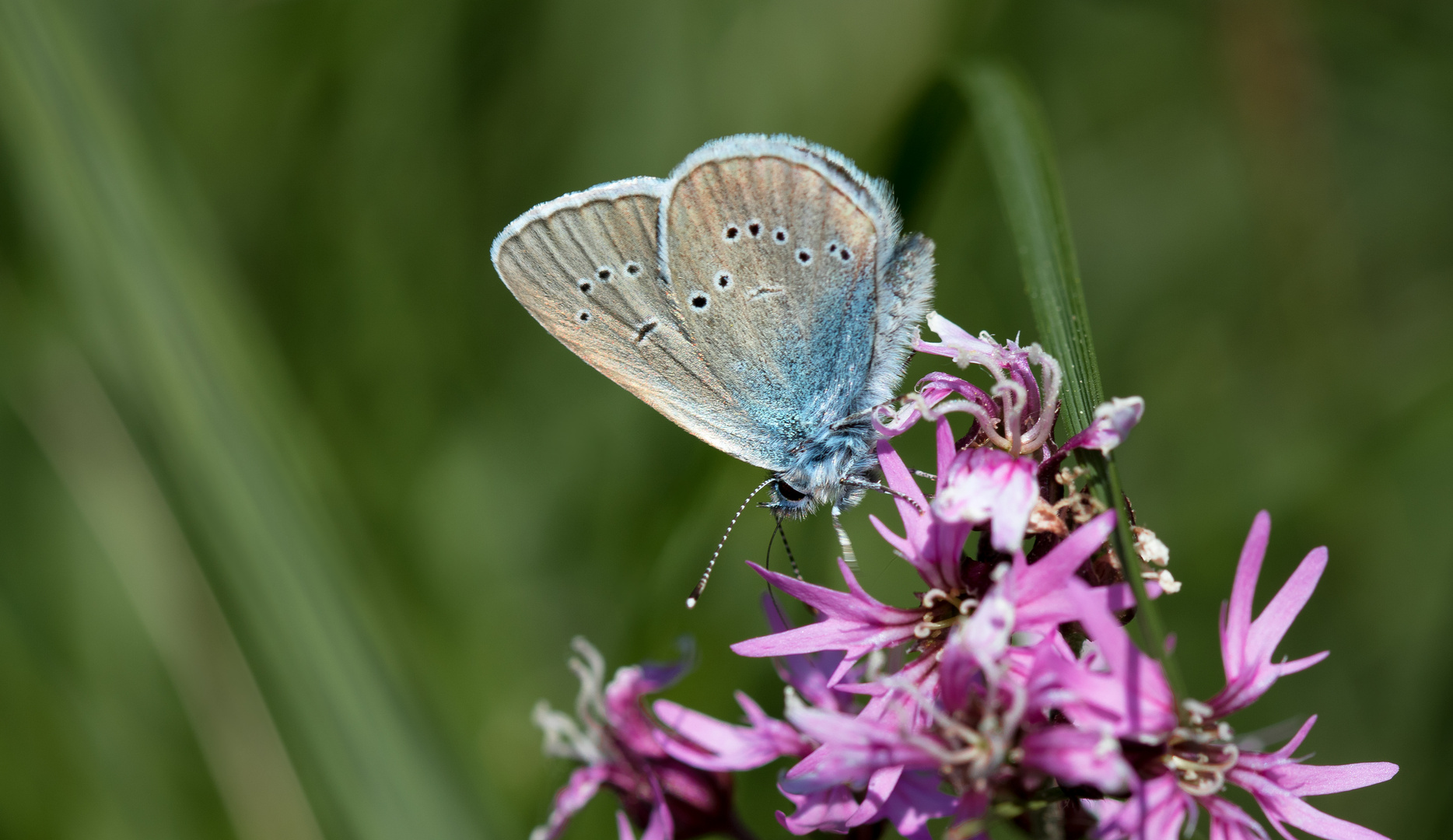 violetter waldbläuling 