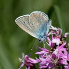 violetter waldbläuling 