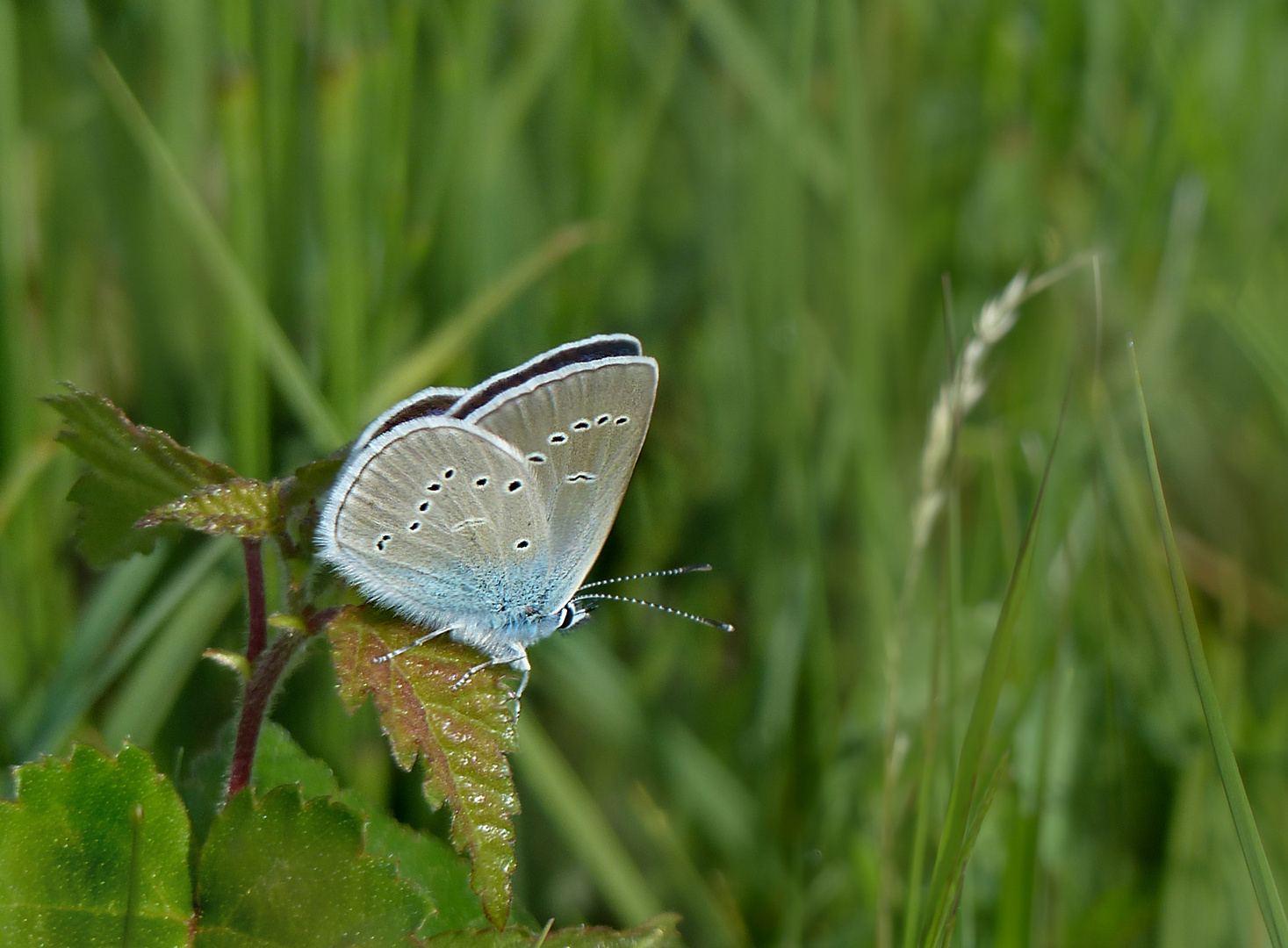 Violetter Waldbläuling