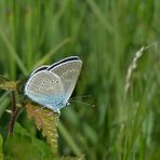 Violetter Waldbläuling