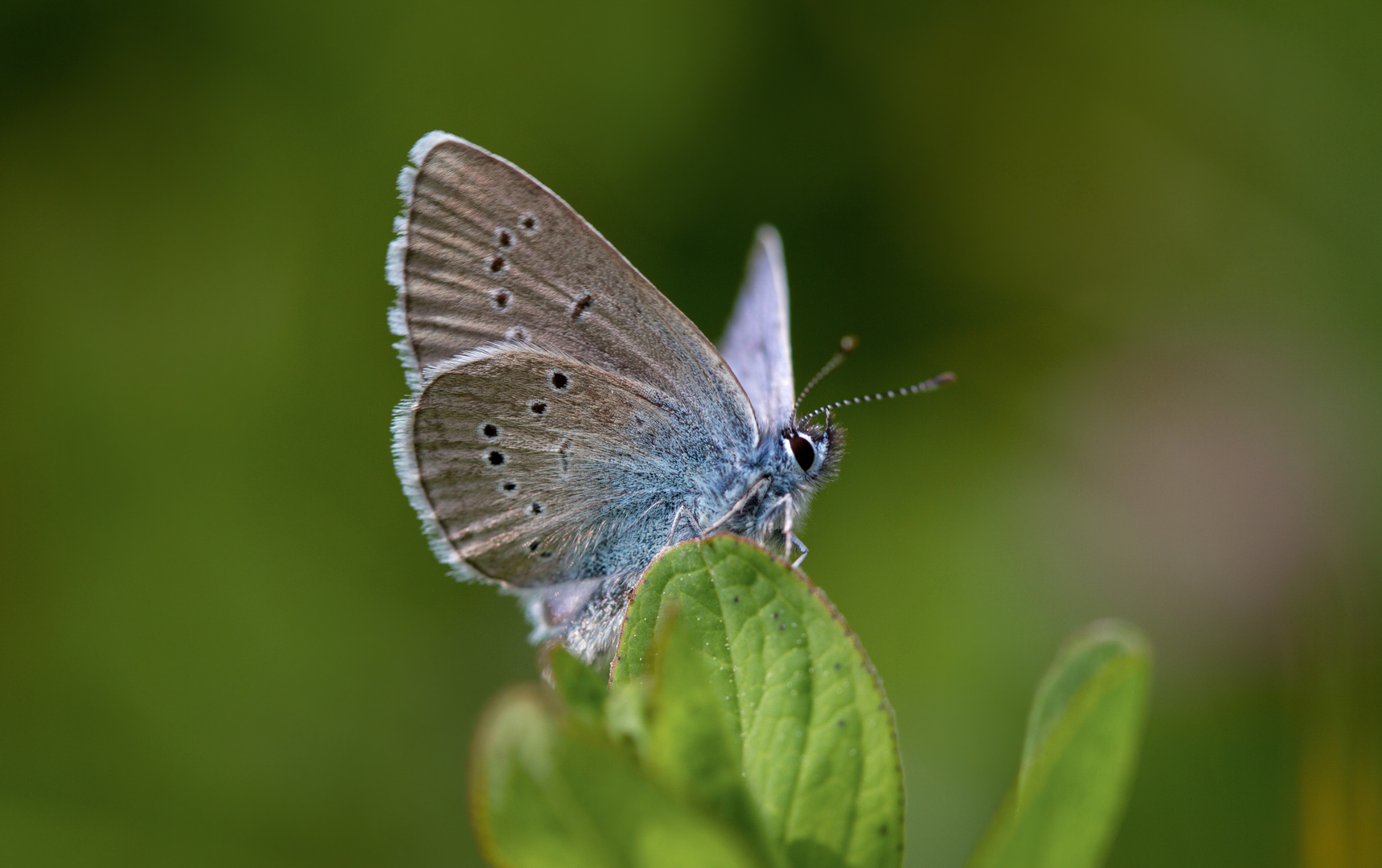 violetter waldbläuling