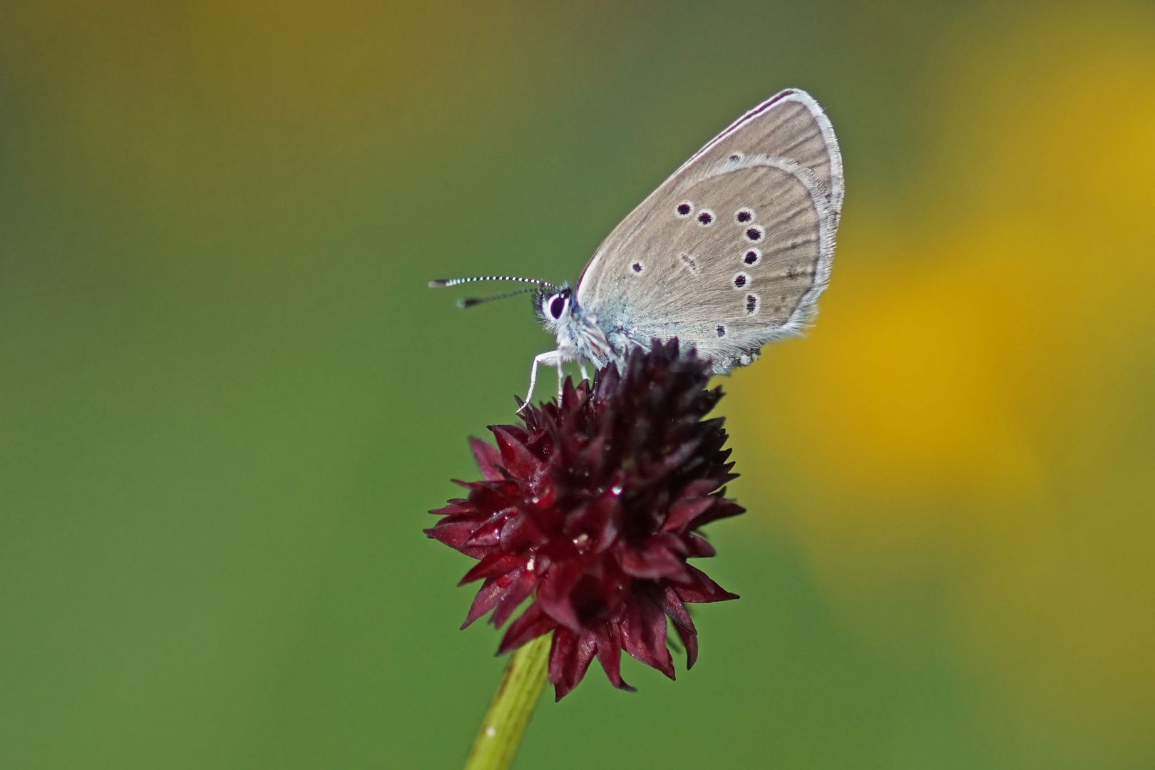 Violetter Waldbläuling oder Rotkleebläuling (Cyaniris semiargus)