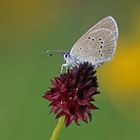 Violetter Waldbläuling oder Rotkleebläuling (Cyaniris semiargus)