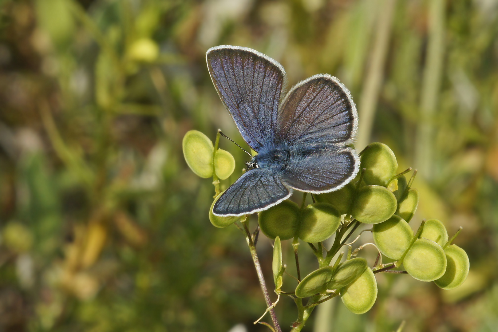 Violetter Waldbläuling (Polyommatus semiargus)