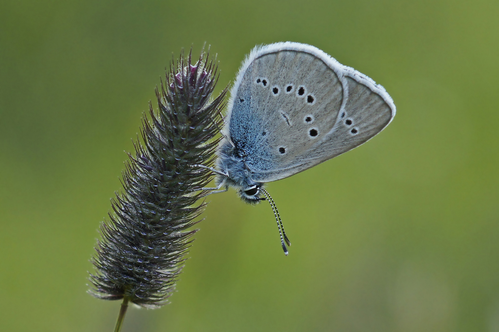 Violetter Waldbläuling (Polyommatus semiargus)