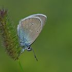 Violetter Waldbläuling (Polyommatus semiargus) Männchen