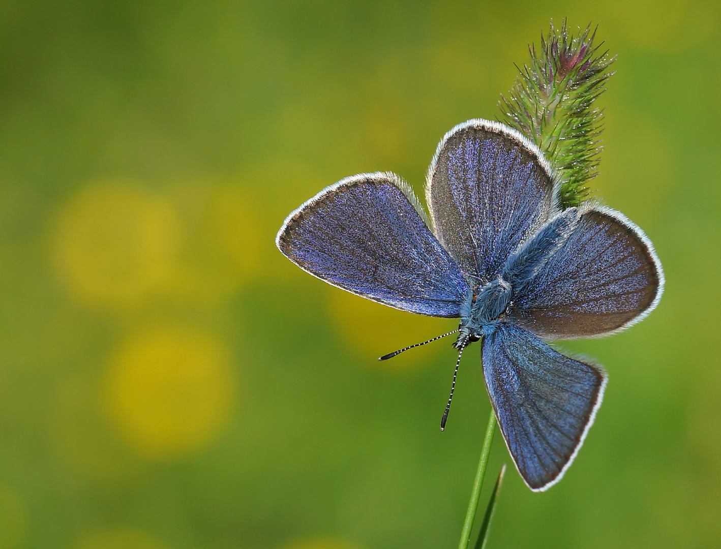 Violetter Waldbläuling (Polyommatus semiargus) Männchen 