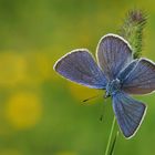 Violetter Waldbläuling (Polyommatus semiargus) Männchen 