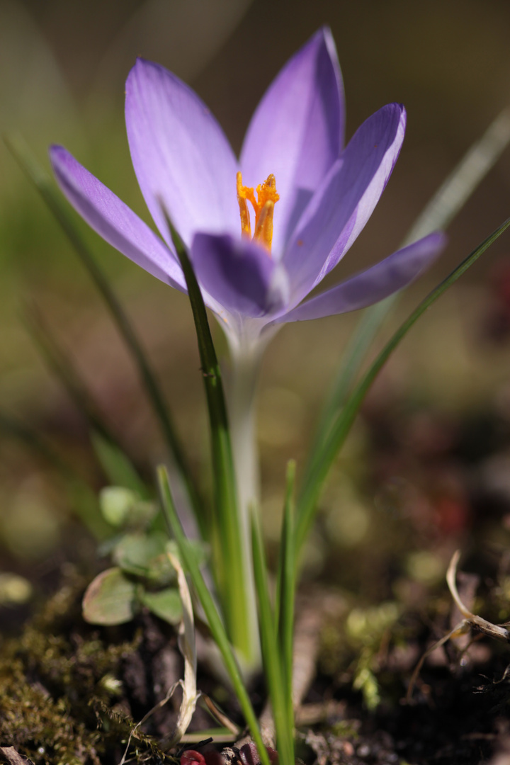 Violetter Wiesenkrokus