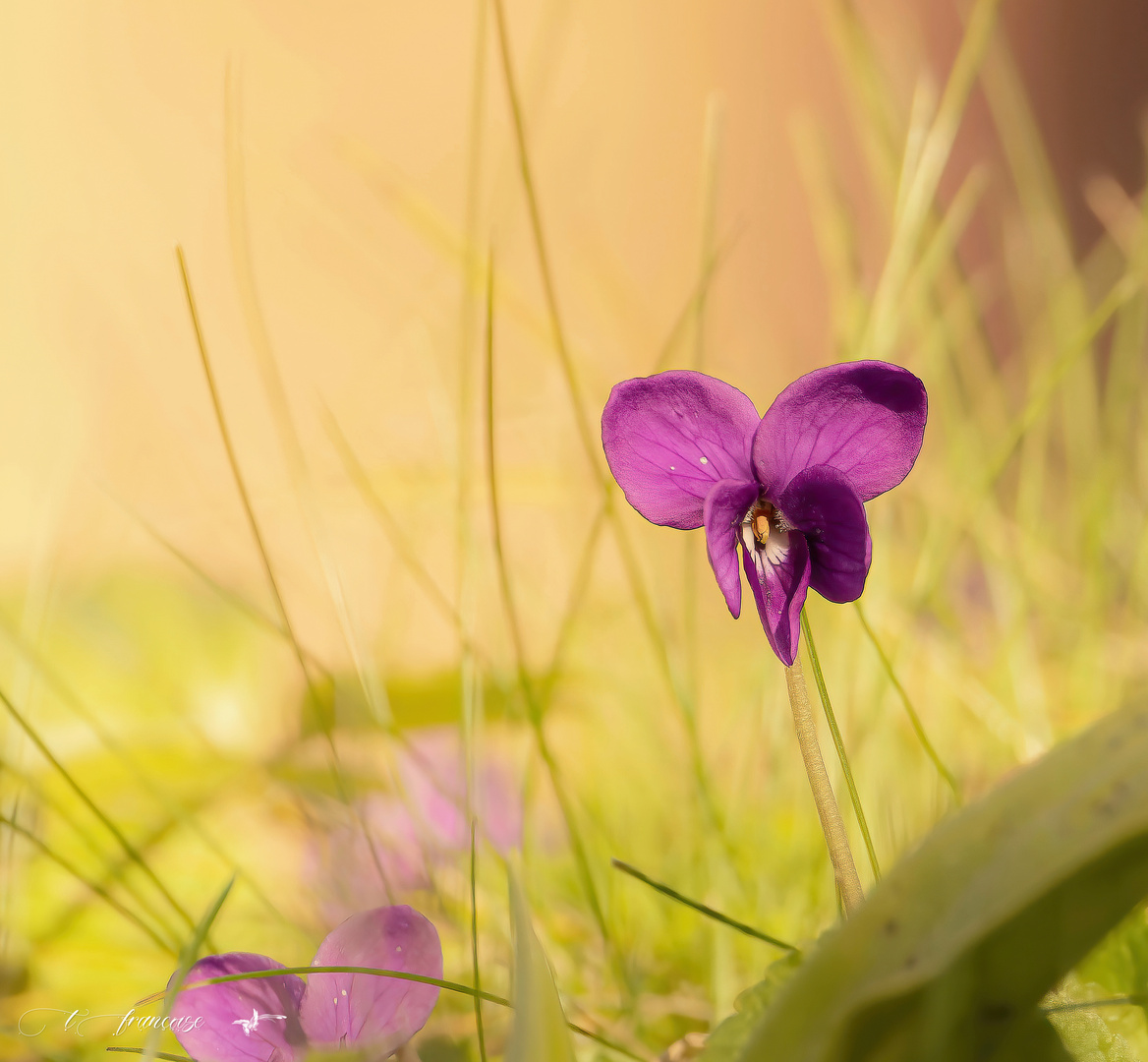 Violettes