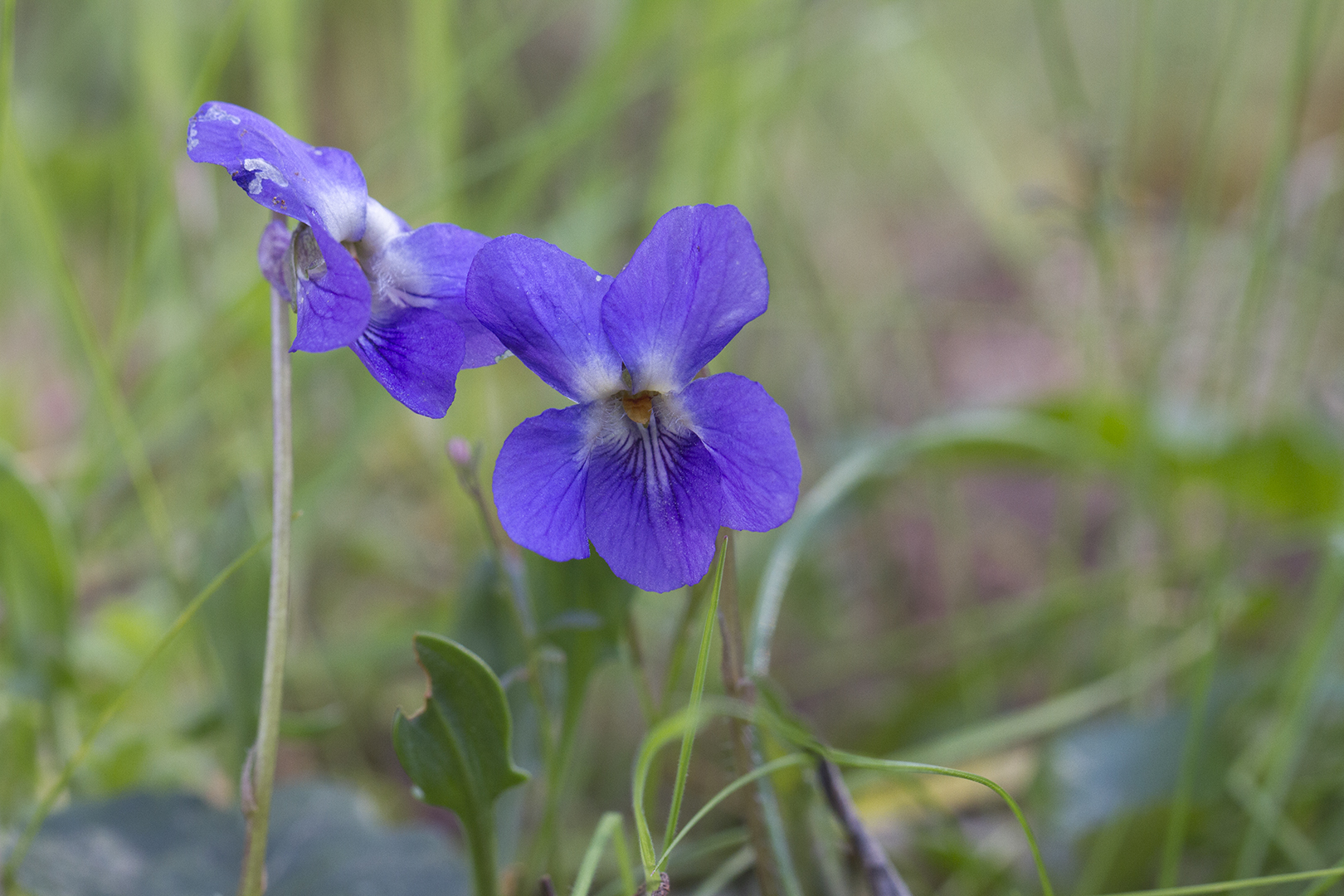 Violettes