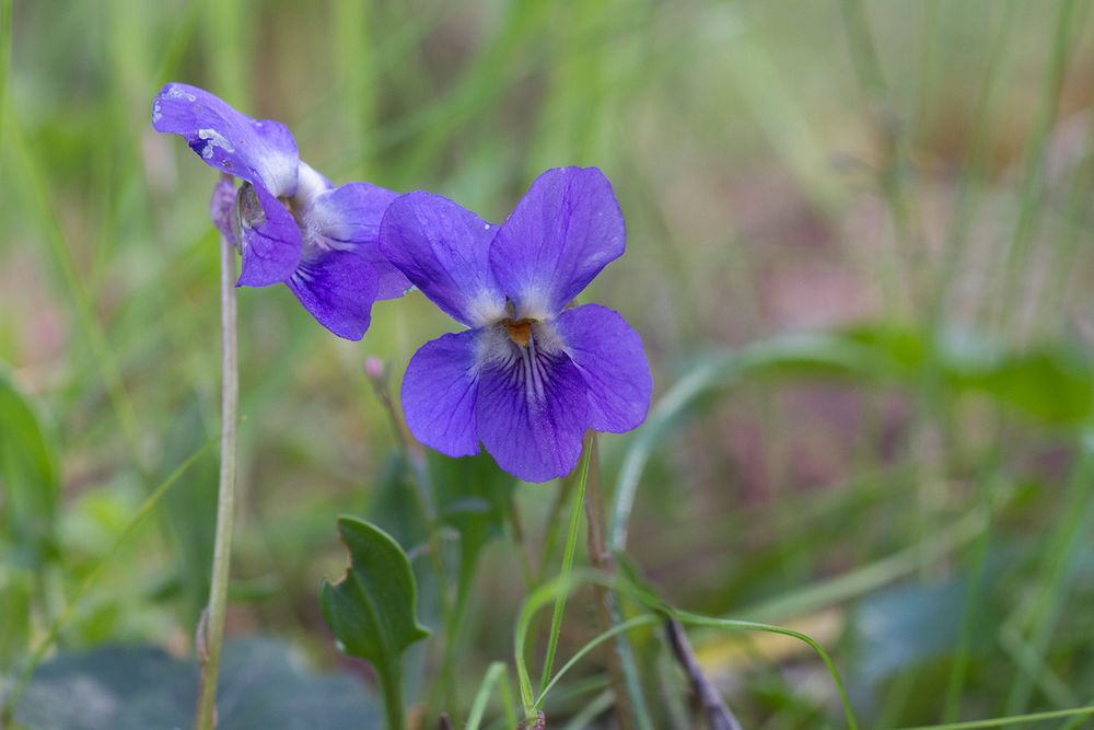 Violettes