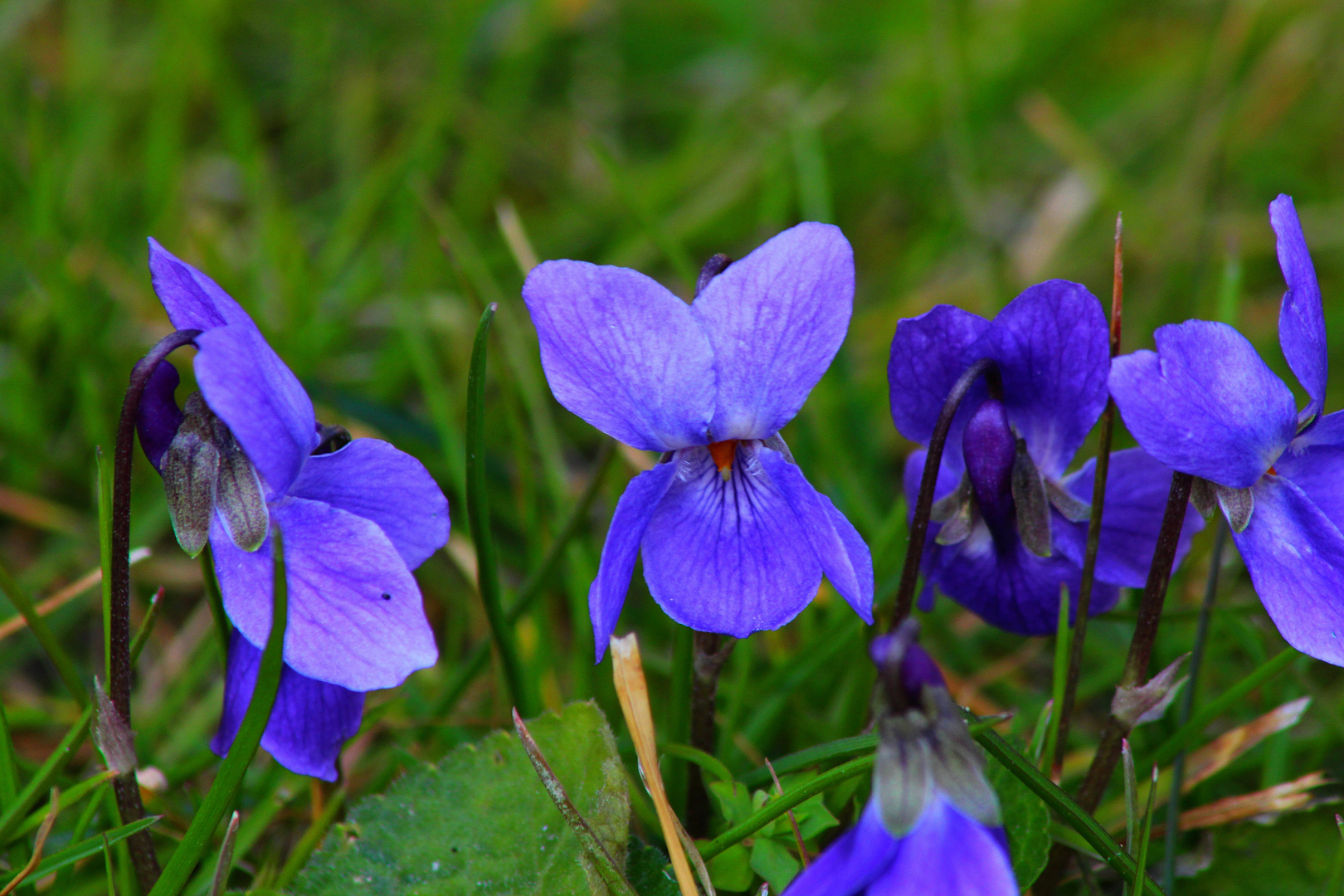 Violettes