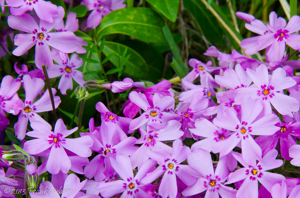 Violettes Blaukissen