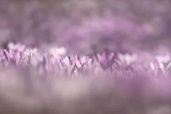 Violettes Blütenmeer