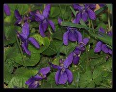 " Violettes cueillies avant le déjeuner "