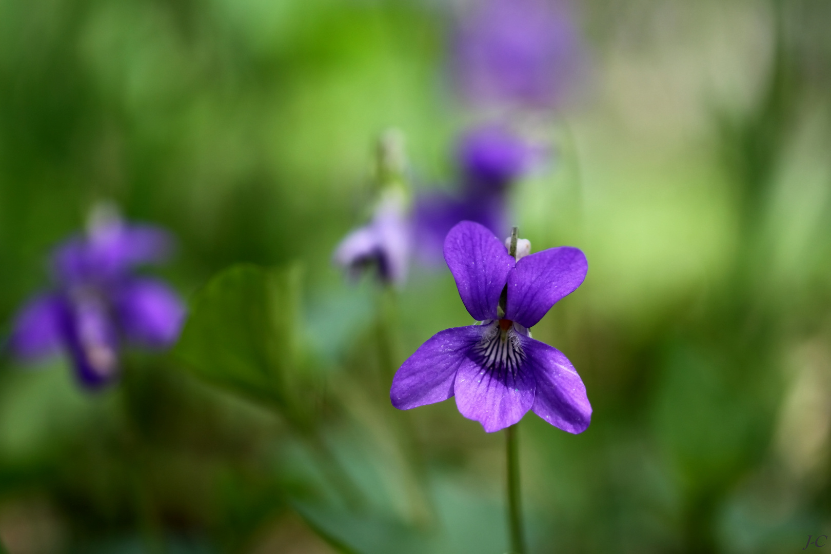 "Violettes des bois"